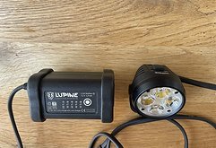 Lupine Wilma R7